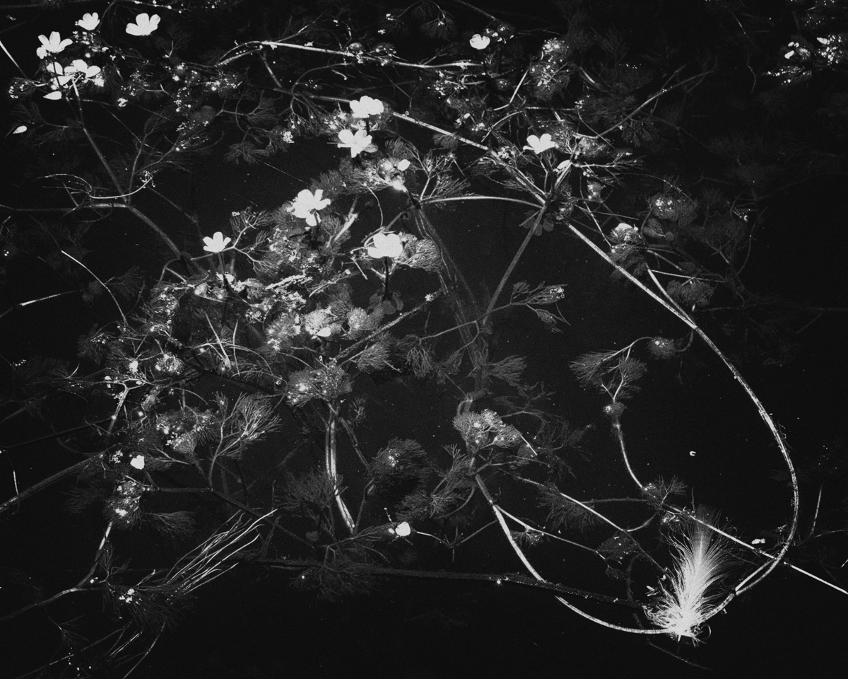 kedifot gioula patsi iwd22